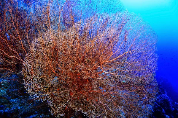 Gorgonian på ett korallrev — Stockfoto