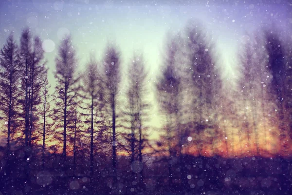 Νύχτα χιονόπτωση και δέντρα — Φωτογραφία Αρχείου