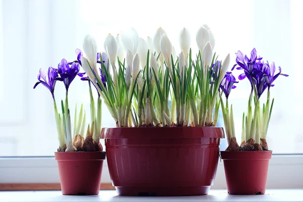 Purple  flowers irises — Stock Photo, Image