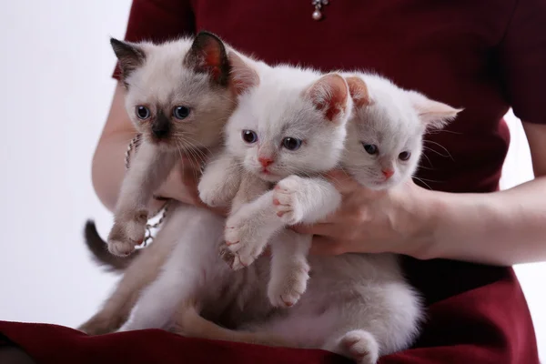Kittens in the hands of woman — Stock Photo, Image