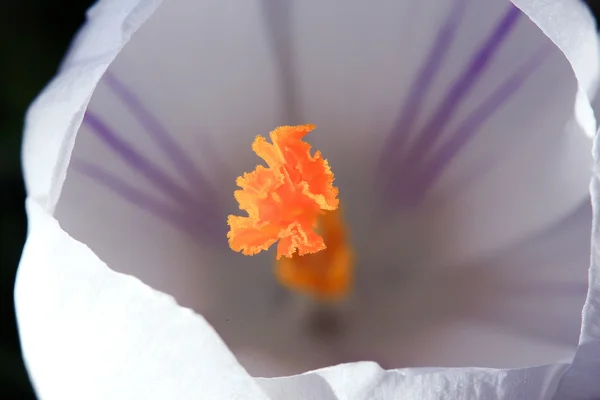 Primavera flores blancas — Foto de Stock