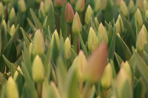 Belles tulipes de printemps — Photo