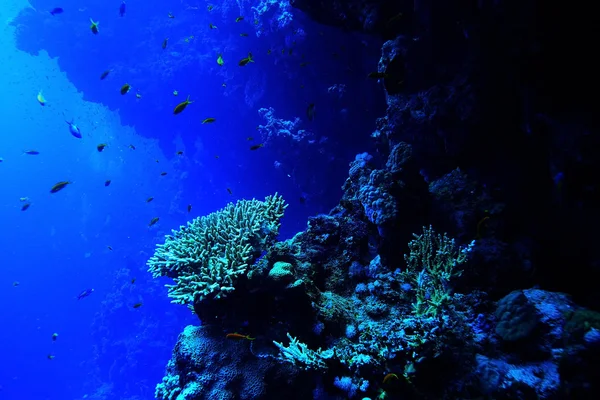 Korallenriff im warmen Meer — Stockfoto
