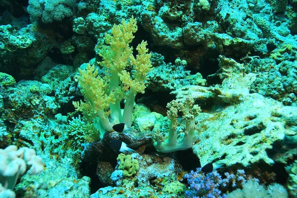 Coral víz alatti ágai — Stock Fotó