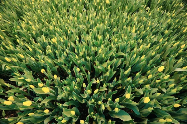 Яскрава весна тюльпани — стокове фото