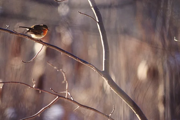 Kleiner Frühlingsvogel — Stockfoto