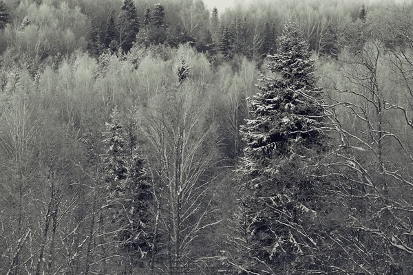 Paysage hivernal monochrome — Photo