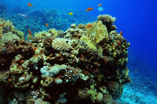 Koralen en kleurrijke vissen — Stockfoto