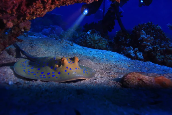 Stingray djur på havsbotten — Stockfoto