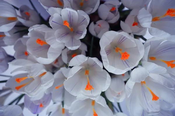 Zarte weiße Blüten — Stockfoto