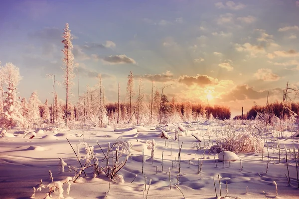 Vintersolnedgång i skogen — Stockfoto