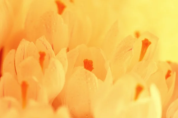 Våren vita blommor — Stockfoto