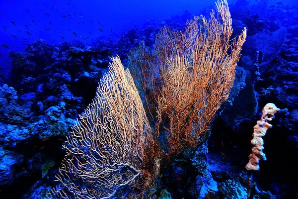 Gorgoniano en un arrecife de coral — Foto de Stock