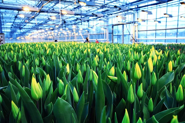 Bei tulipani primaverili — Foto Stock