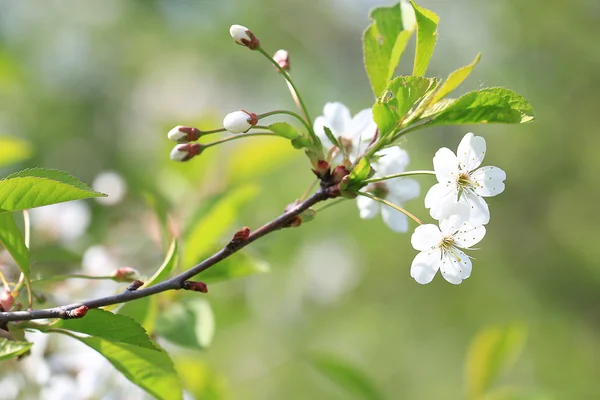 Branch of apple blossom — Stock Photo, Image