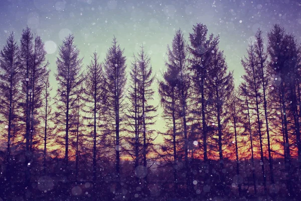 Chutes de neige nocturnes et arbres — Photo