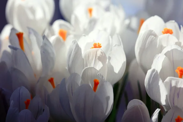 봄 꽃의 꽃다발 — 스톡 사진