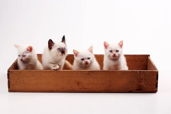 Gatitos británicos blancos — Foto de Stock