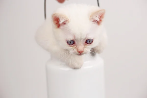 Weiße britische Kätzchen — Stockfoto