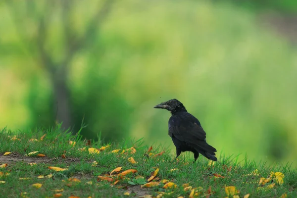 森林の鳥ルーク — ストック写真