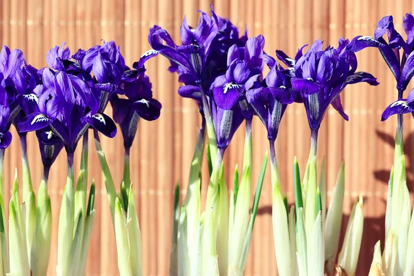 Spring flowers irises — Stock Photo, Image
