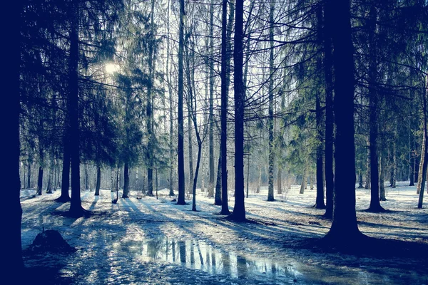 Primavera sole foresta paesaggio — Foto Stock