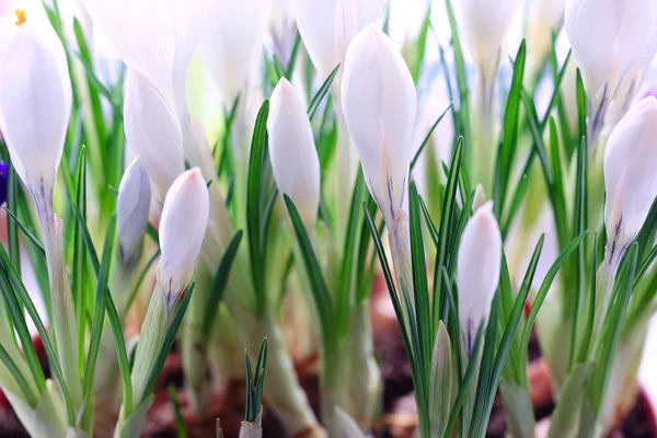 Delicate white flower — Stock Photo, Image