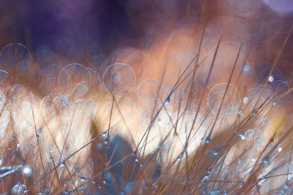 Latar belakang dengan rumput musim semi — Stok Foto
