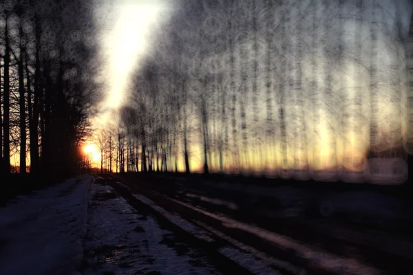 Erken Bahar günbatımı ormanda — Stok fotoğraf