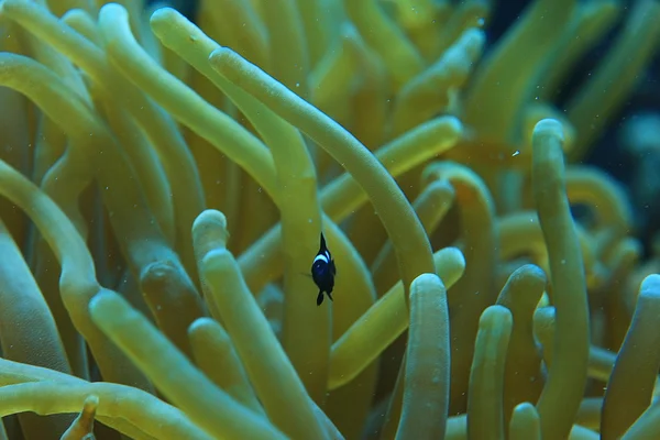 珍しい海水魚 — ストック写真