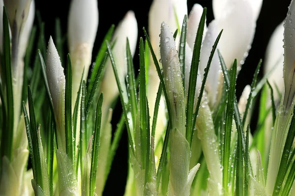 Delicate white flower — Stock Photo, Image