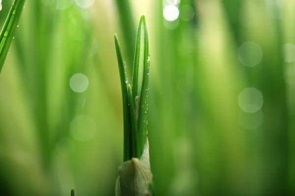 Brotes de primavera verde fresco — Foto de Stock