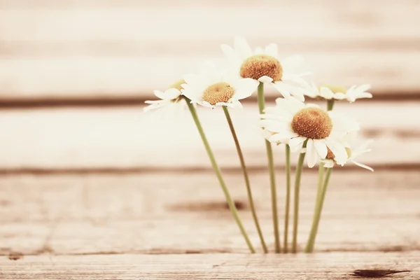 Summer Chamomile flowers — Stock Photo, Image
