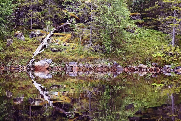 Paisagem de primavera na floresta — Fotografia de Stock