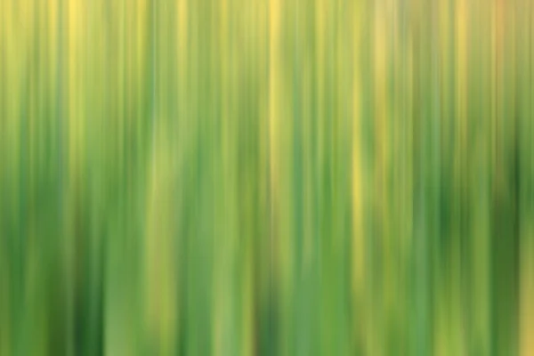 Blur fresh green spring foliage — Stock Photo, Image