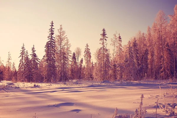 森の中の冬の夕日 — ストック写真