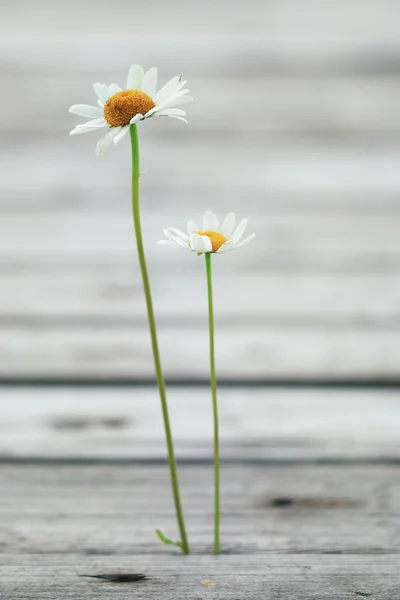 夏カモミールの花 — ストック写真