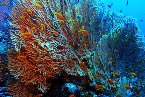 Gorgonese su una barriera corallina — Foto Stock
