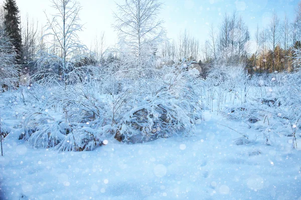 winter landscape in the background