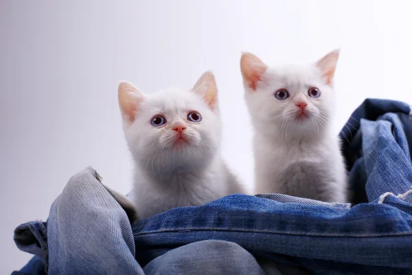 White British kittens — Stock Photo, Image