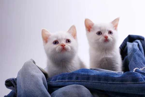 Gatinhos britânicos brancos — Fotografia de Stock