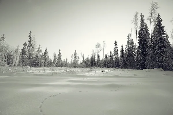 Tek renkli kış manzarası — Stok fotoğraf