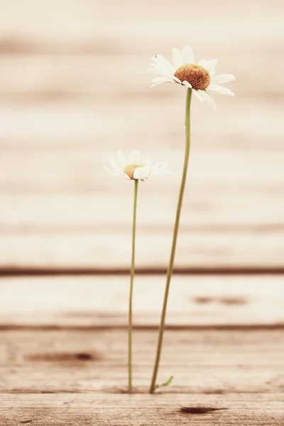 夏カモミールの花 — ストック写真