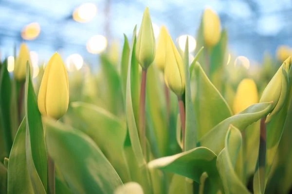 Vackra tulpaner blommor — Stockfoto