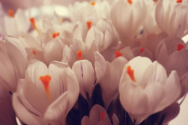 Frühlingsstrauß aus Blumen — Stockfoto