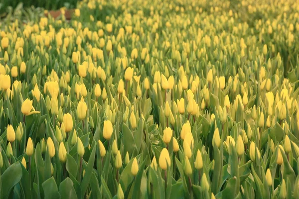 Vackra tulpaner blommor — Stockfoto