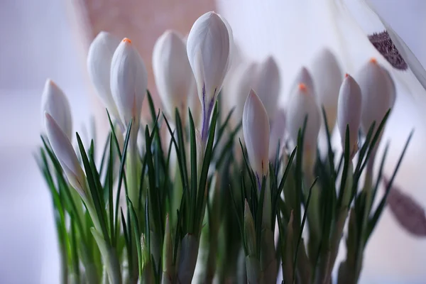 柔らかい春の白い花 — ストック写真