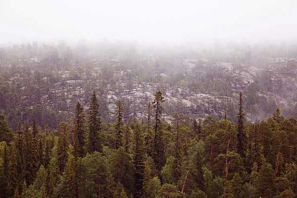 Paisagem de primavera na floresta — Fotografia de Stock