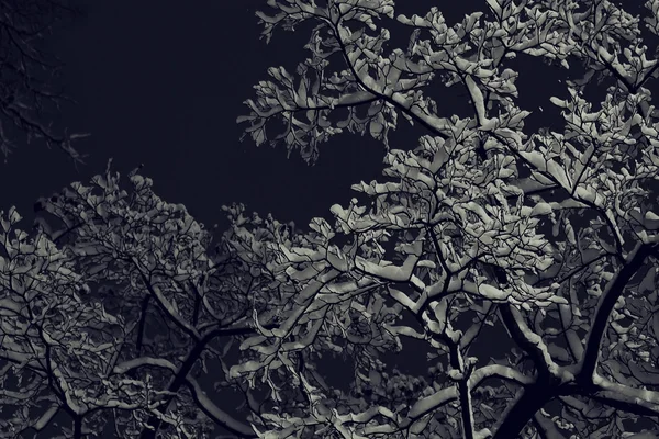Inverno noite fundo — Fotografia de Stock