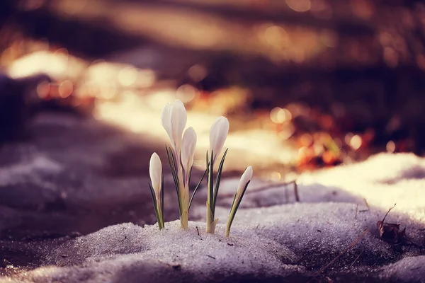 섬세 한 흰 꽃 — 스톡 사진